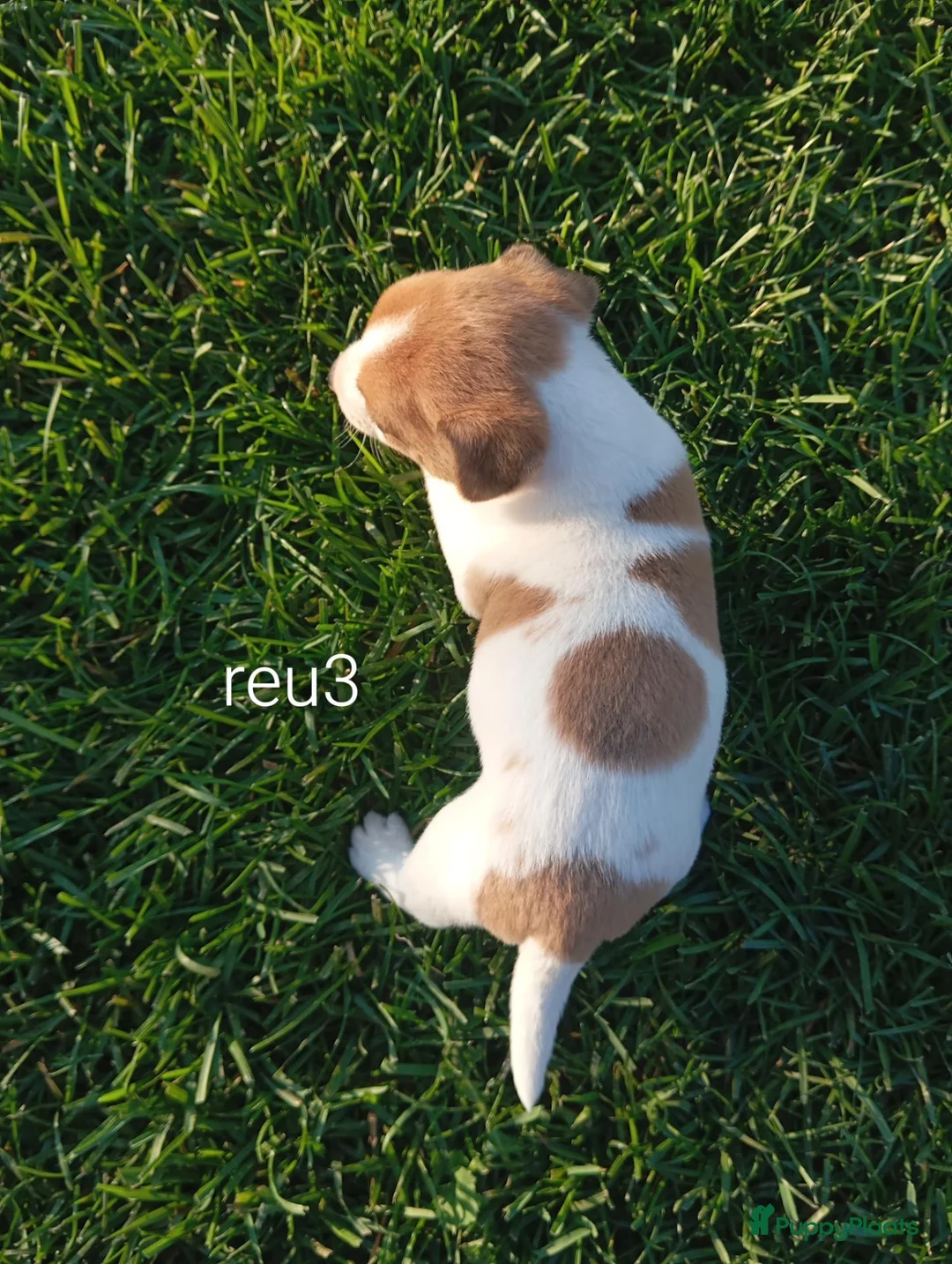 Jack Russel Terriër honden te koop: Boerderijpups jack russel reutjes - Advertentie 2