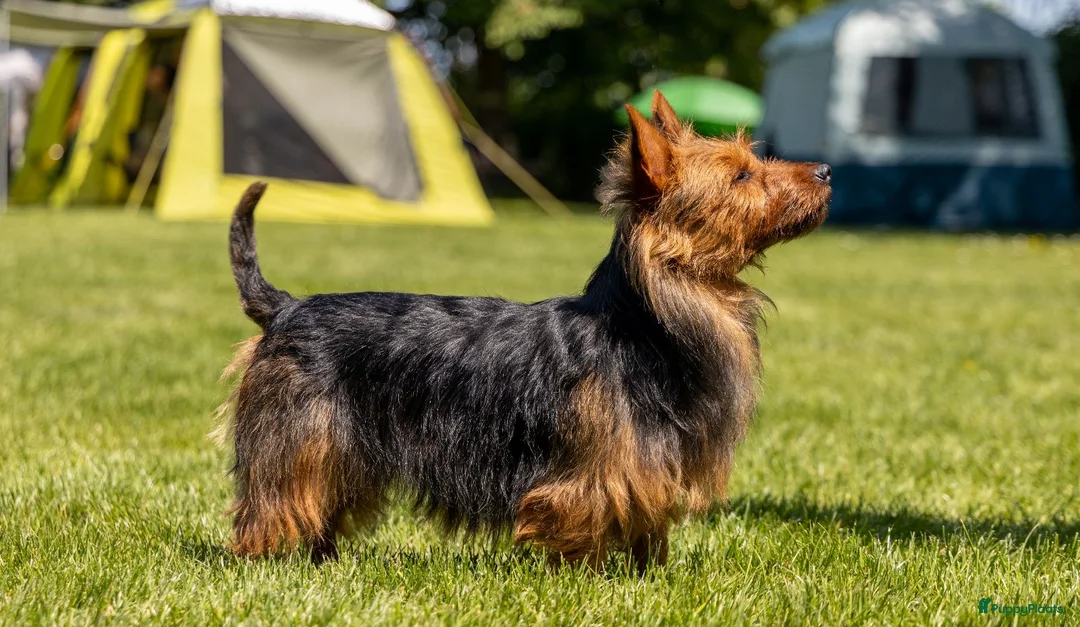 Galerij afbeelding {{count}}