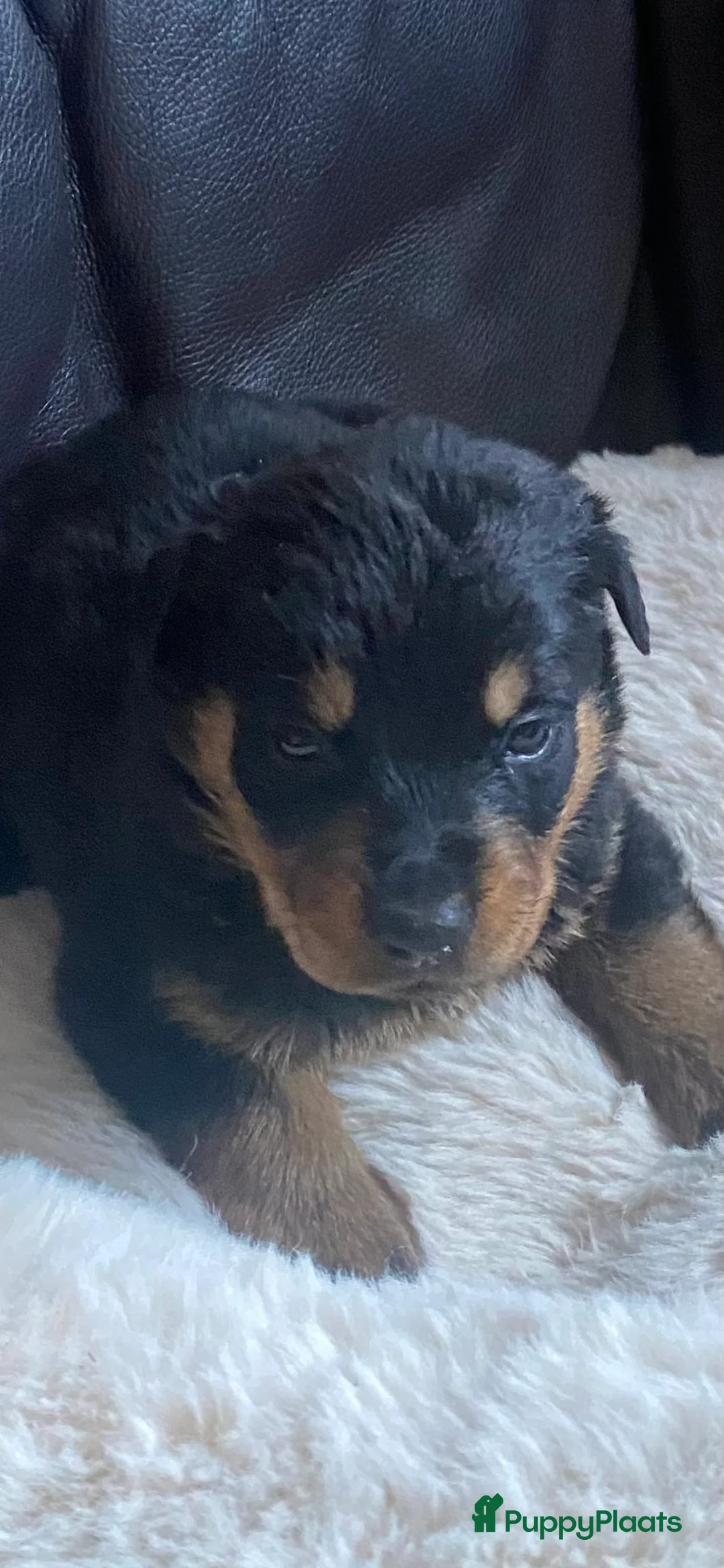 Rottweiler honden te koop: Rotweiler pups  - Advertentie 10