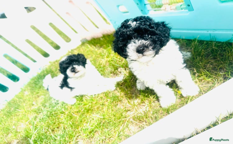Poedel Toy honden - Advertentie 2