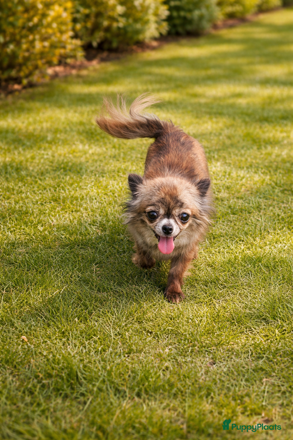 Chihuahua honden Chihuahua teefje - Advertentie 1