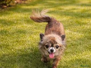 Chihuahua honden Chihuahua teefje - Advertentie 1