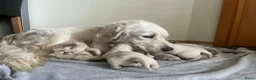 Golden Retriever honden te koop: Golden Retriever pups - Advertentie 10