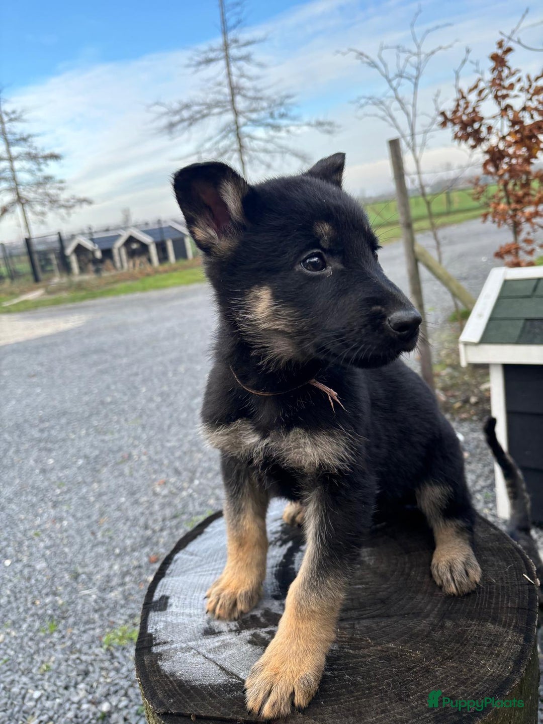 Duitse Herder honden te koop: Duitse herder pups -10 WK- nog 1 pup beschikbaar! - Advertentie 8