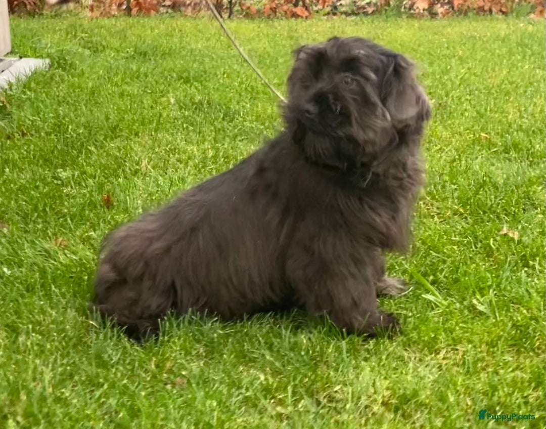 Boomer honden te koop: Leuke boomer reu  - Advertentie 3