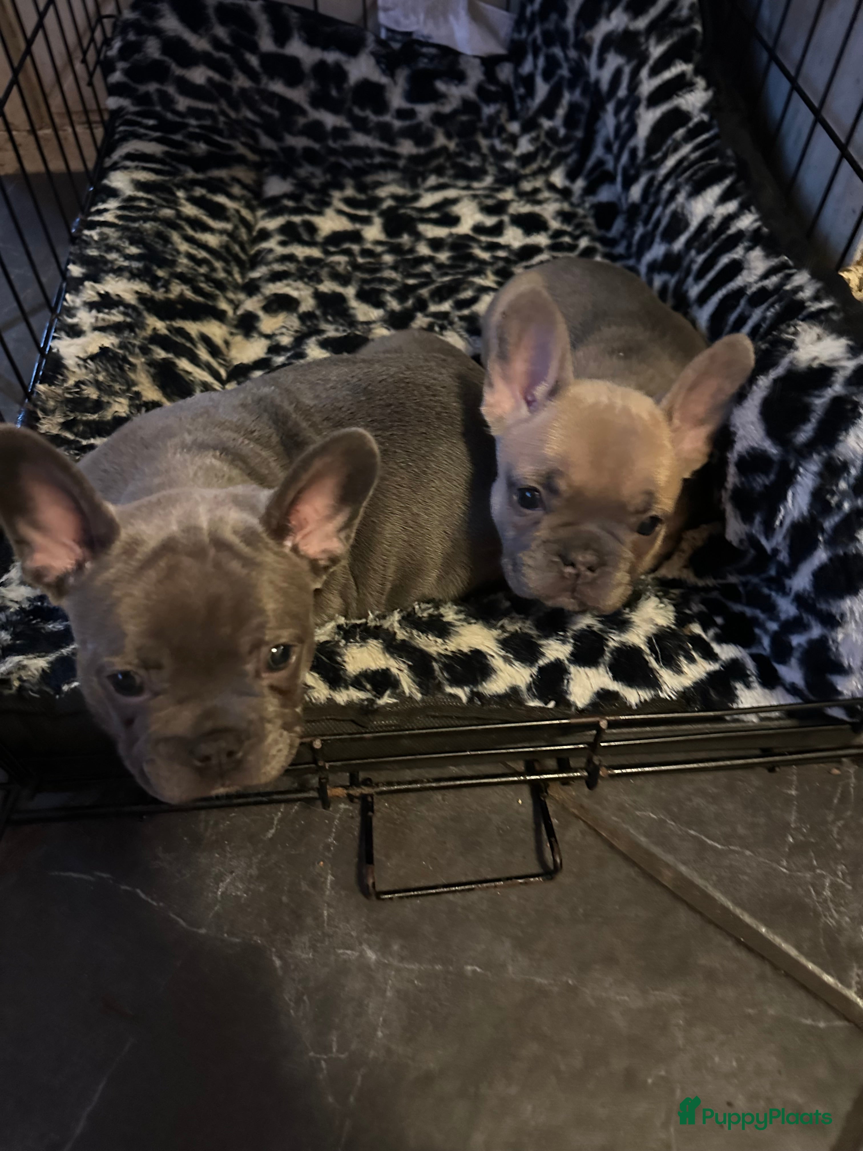 Franse Bulldog honden Te koop mooie Franse Bulldog pups  - Advertentie 2