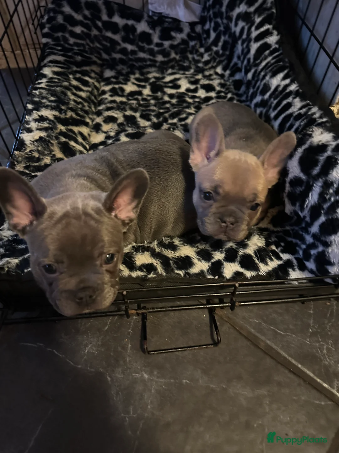 Franse Bulldog honden te koop: Te koop mooie Franse Bulldog pups  - Advertentie 2