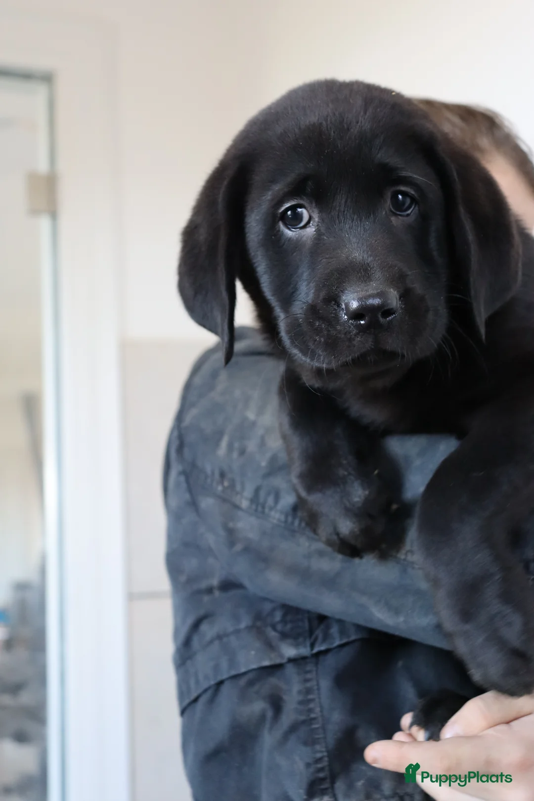 Labrador Retriever honden te koop: Hele lieve labrador pups te koop! - Advertentie 8