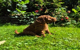Poedel honden te koop: Middenslag poedels in Schuinesloot - Afbeelding 4