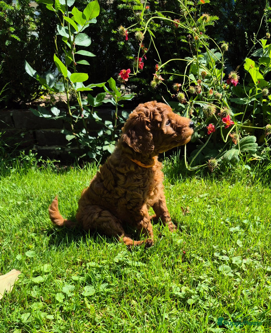 Poedel honden te koop: Middenslag poedels in Schuinesloot - Afbeelding 4