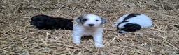 Kruising honden te koop: Lieve pups Stabij x Poedel - Advertentie 4