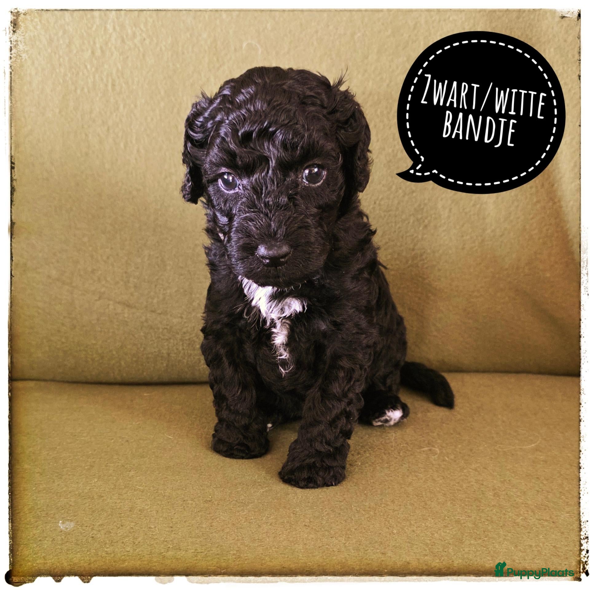 Labradoodle honden Mini labradoodle pups - Advertentie 1