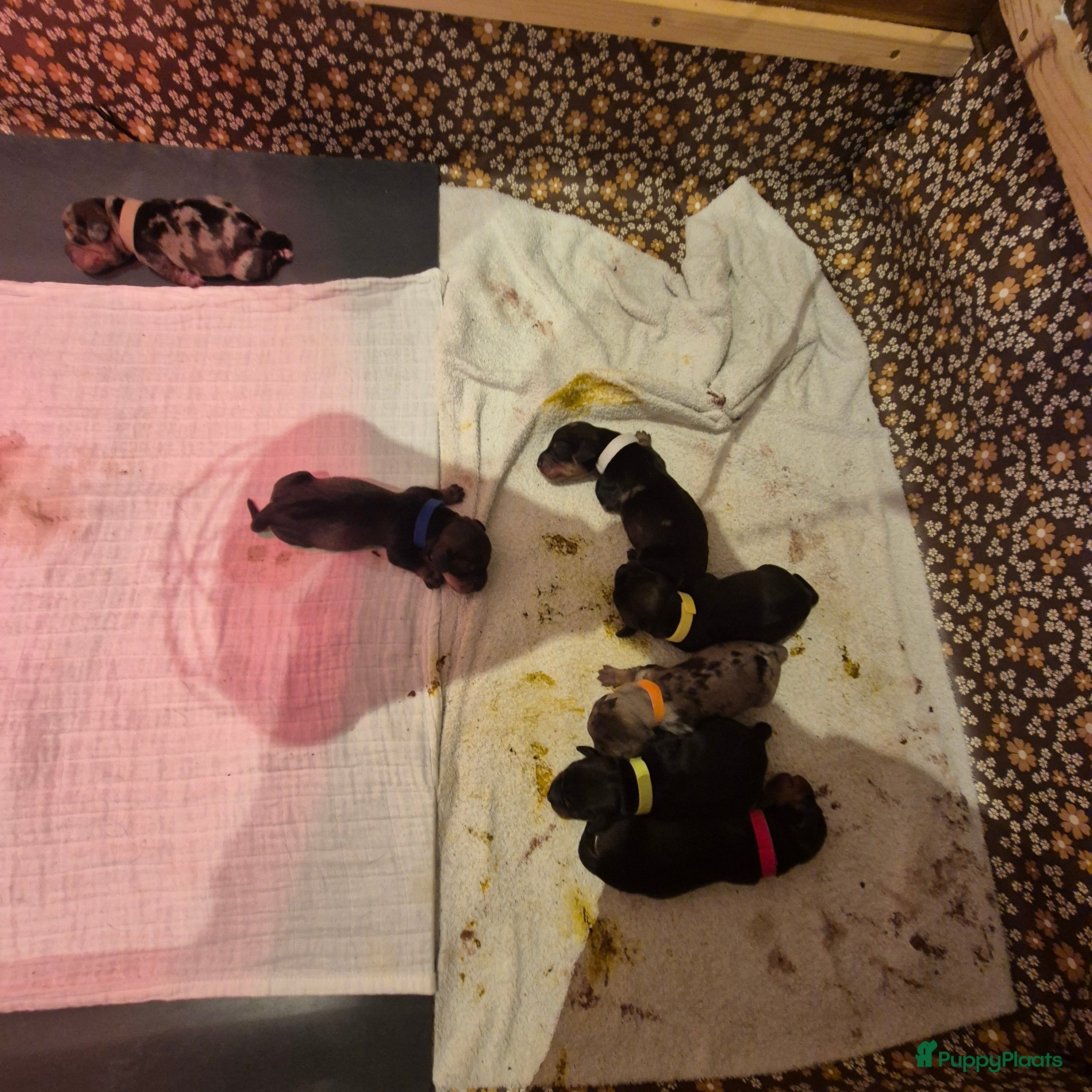 Ruwhaar Teckel honden Prachtige (dwerg) teckel pups gelegenheidsnestje. - Advertentie 3