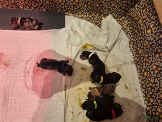 Ruwhaar Teckel honden Prachtige (dwerg) teckel pups gelegenheidsnestje. - Advertentie 6