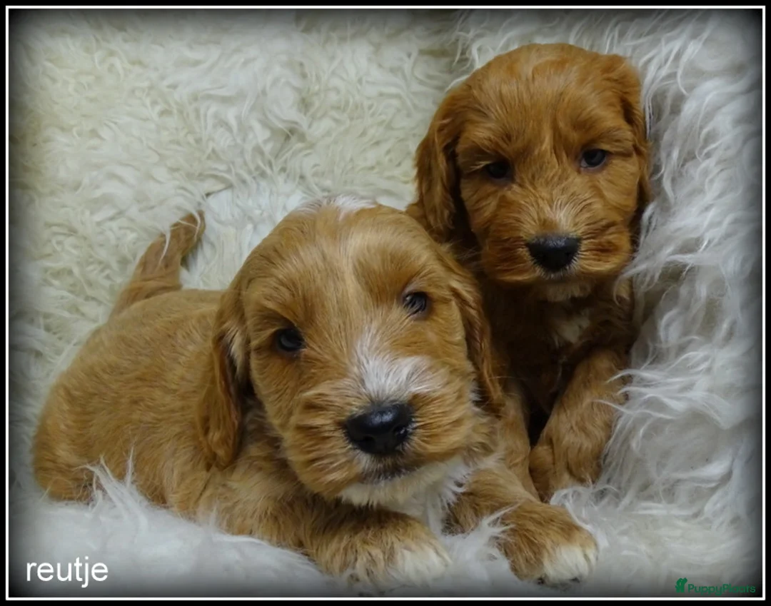Cockapoo honden te koop: Cockapoo pups - Advertentie 12