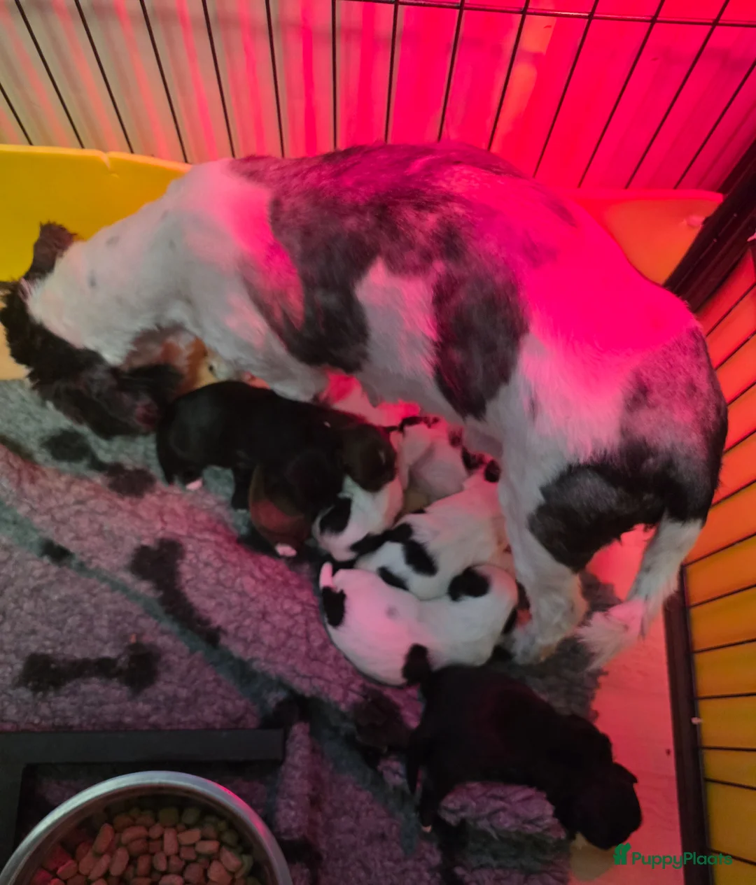 Kruising honden te koop: Boomer pups - Advertentie 1