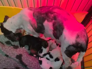 Kruising honden Boomer pups - Advertentie 9