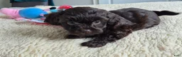 Kruising honden te koop: Lieve mini boompoo  - Advertentie 12