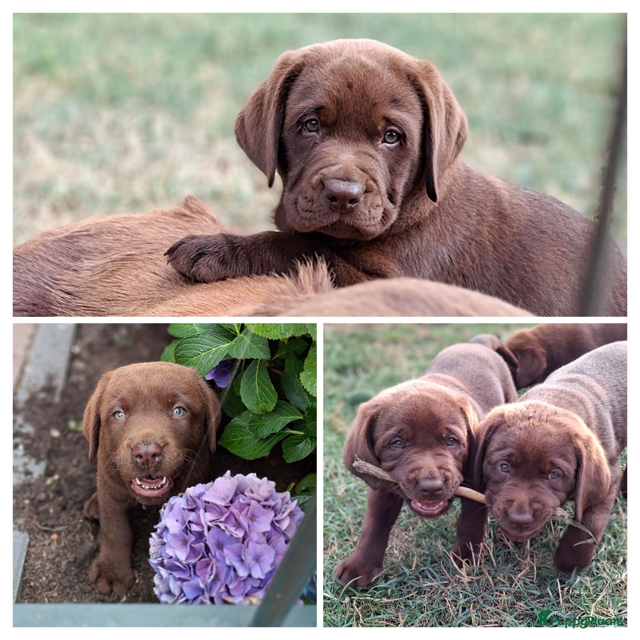 Labrador Retriever honden Raszuivere bruine labrador pups  - Advertentie 4