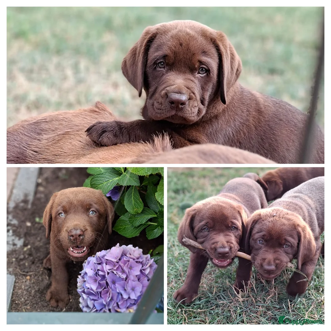 Labrador Retriever honden te koop: Raszuivere bruine labrador pups  - Advertentie 1