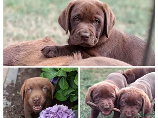 Labrador Retriever honden Raszuivere bruine labrador pups - Advertentie 4