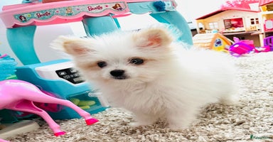 Kruising honden - Advertentie 3