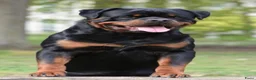 Rottweiler honden ter dekking: Dekreu Rottweiler  - Advertentie 2