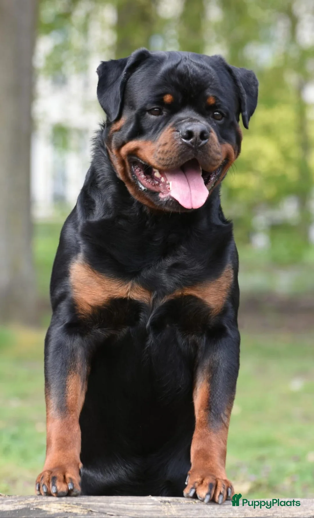 Rottweiler honden ter dekking: Dekreu Rottweiler  - Advertentie 2
