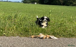 Spaanse Waterhond honden te koop: Spaanse Waterhond pups - Afbeelding 8