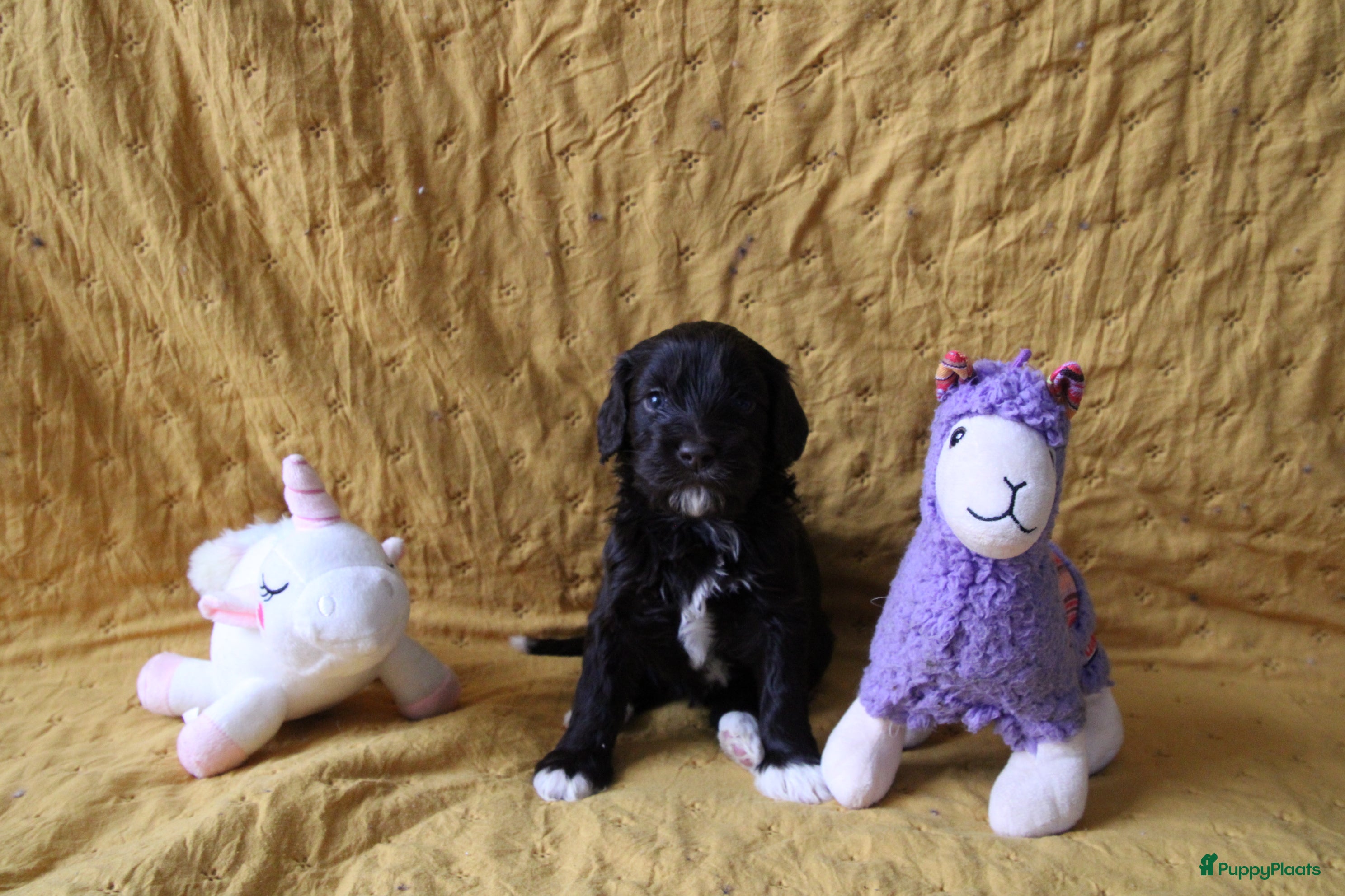 Barbet honden Barbet puppy’s geboren - Advertentie 1