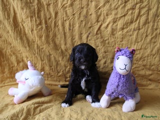 Barbet honden Barbet puppy’s geboren - Advertentie 15