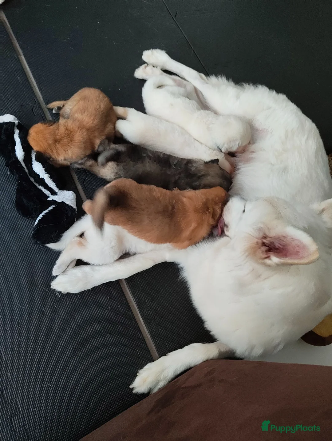 Kruising honden te koop: Zwitserse Witte Herder outcross puppies - Advertentie 2