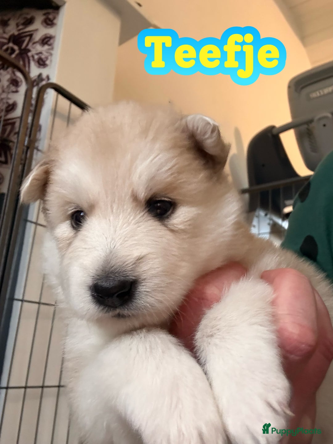 Pomsky honden te koop: 🌟 Prachtige Pomsky Pups te Koop  - Advertentie 5