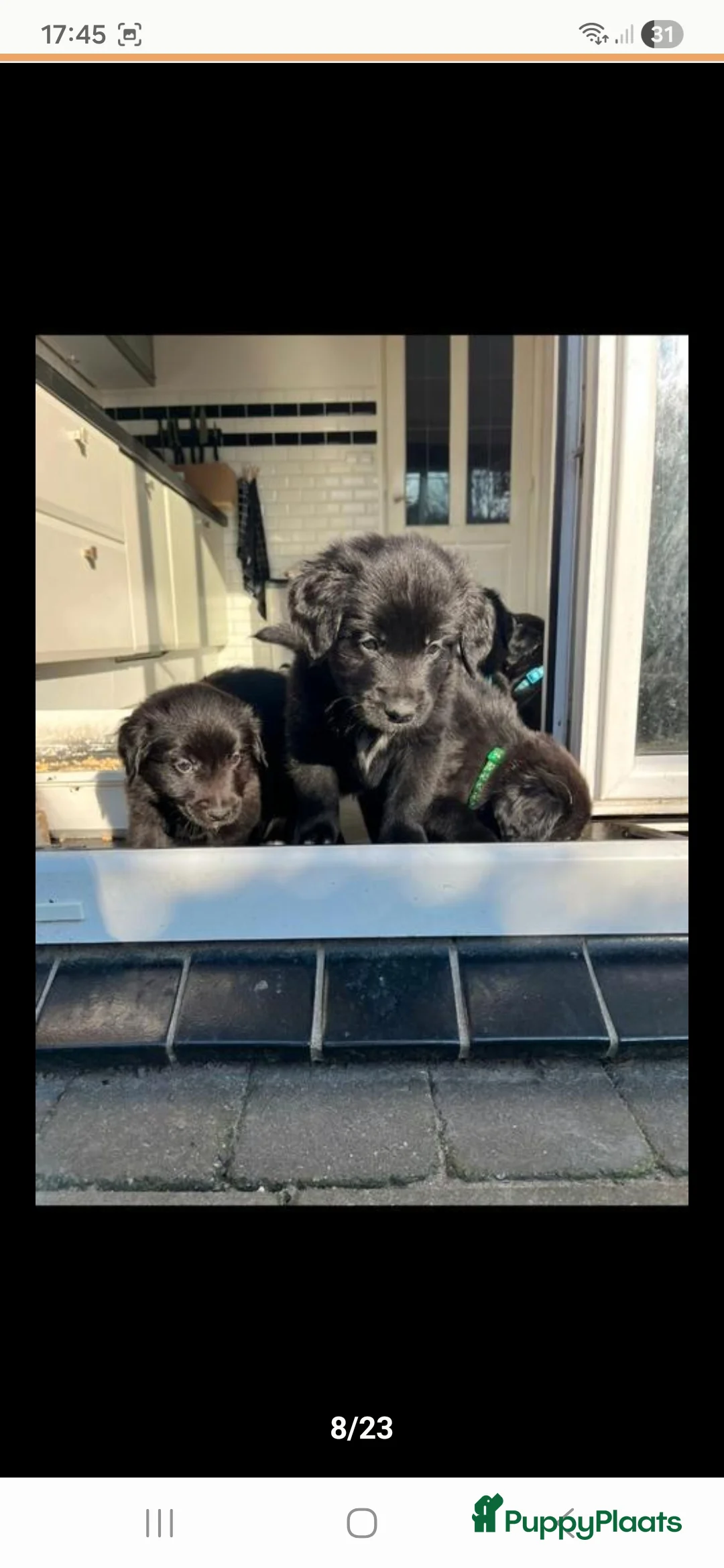 Kruising honden te koop: Xing golden retiever, aussie in huis opgegroeid - Advertentie 6