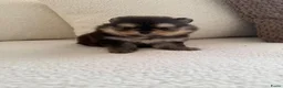 Pomeriaan honden te koop: Pomeranian pomeriaan pups  - Advertentie 21