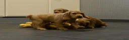 Engelse Cocker Spaniel honden te koop: Engelse Cocker Spaniel pups - Advertentie 23