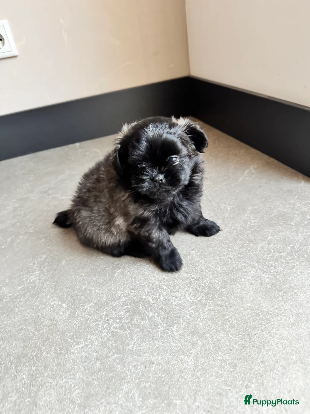 Kruising honden te koop: Mooie Shih tzu x pomeriaan pups in Zwolle - Advertentie 9