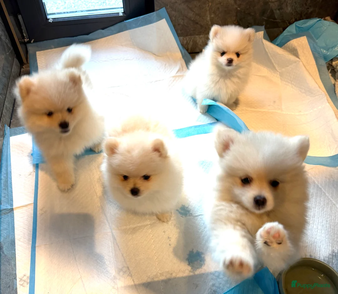 Pomeriaan honden te koop: Prachtige raszuivere pomeriaan pomeranian pups - Advertentie 11