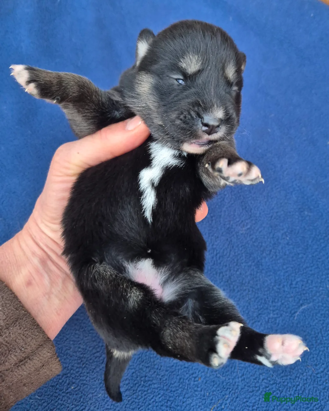 Kruising honden te koop: Australian shepherd x Pomsky (mini-aussie) - Advertentie 15