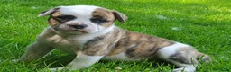 Amerikaanse Bulldog honden te koop: Mooie en gezonde Amerikaanse bulldog pups - Advertentie 13