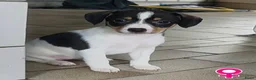 Boerenfox honden te koop: mooie 100% Boerenfox pups - Advertentie 11