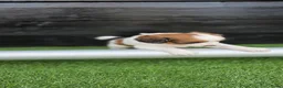 Kooikerhondje honden te koop: 3prachtige 100% zuivere kooiker reutjes aangeboden - Advertentie 6