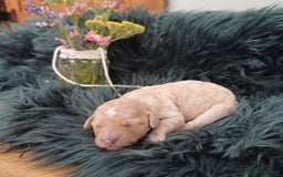 Labradoodle honden te koop: Prachtige multigen Labradoodles wavy vacht - Afbeelding 8