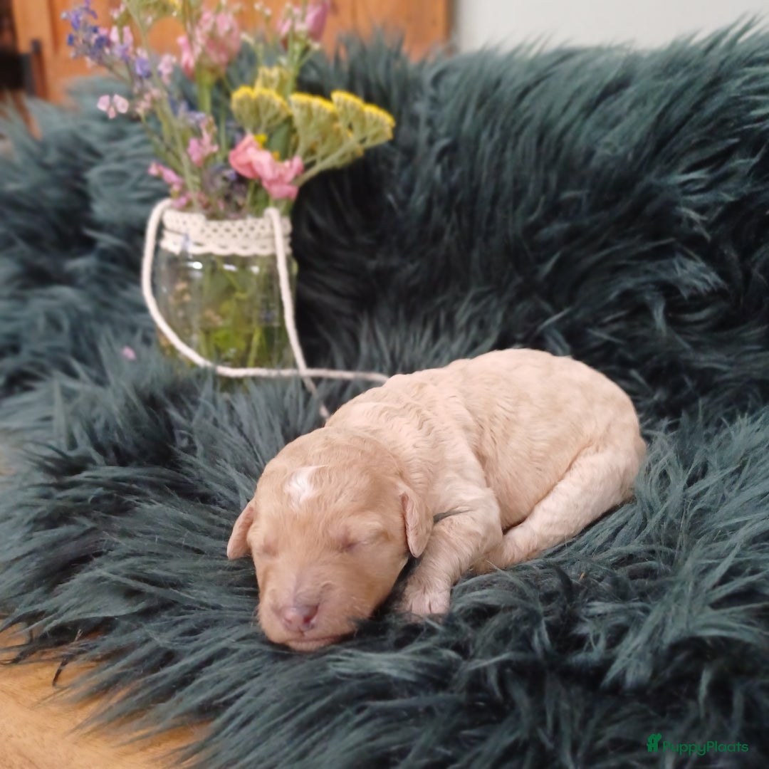 Labradoodle honden te koop: Prachtige multigen Labradoodles wavy vacht - Afbeelding 8