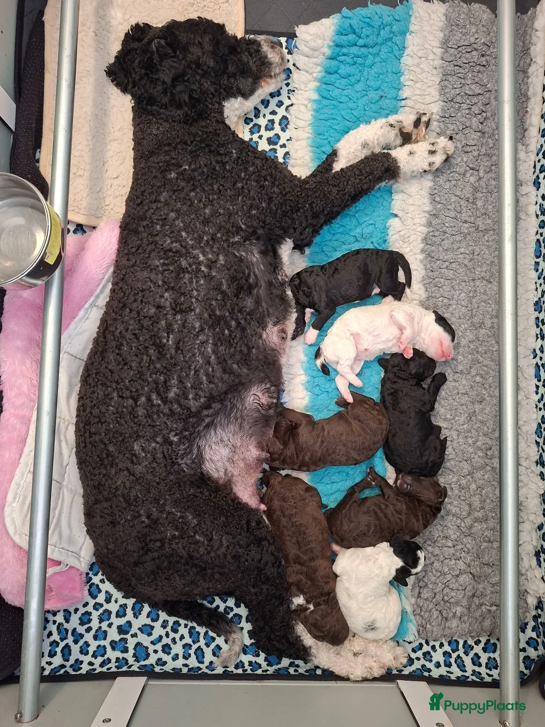 Spaanse Waterhond honden te koop: Spaanse Waterhond pups geboren Bruin, Zwart & Bont - Advertentie 1