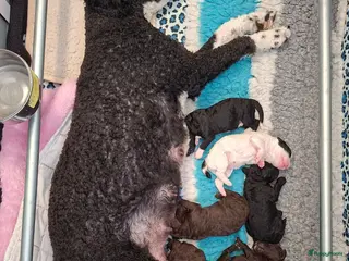 Spaanse Waterhond honden Spaanse Waterhond pups geboren Bruin, Zwart & Bont - Advertentie 1