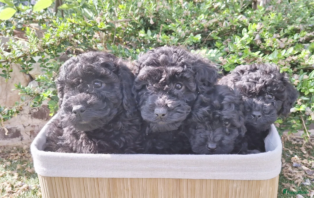 Maltipoo honden te koop: Schitterende mini Doodle pups  - Advertentie 16