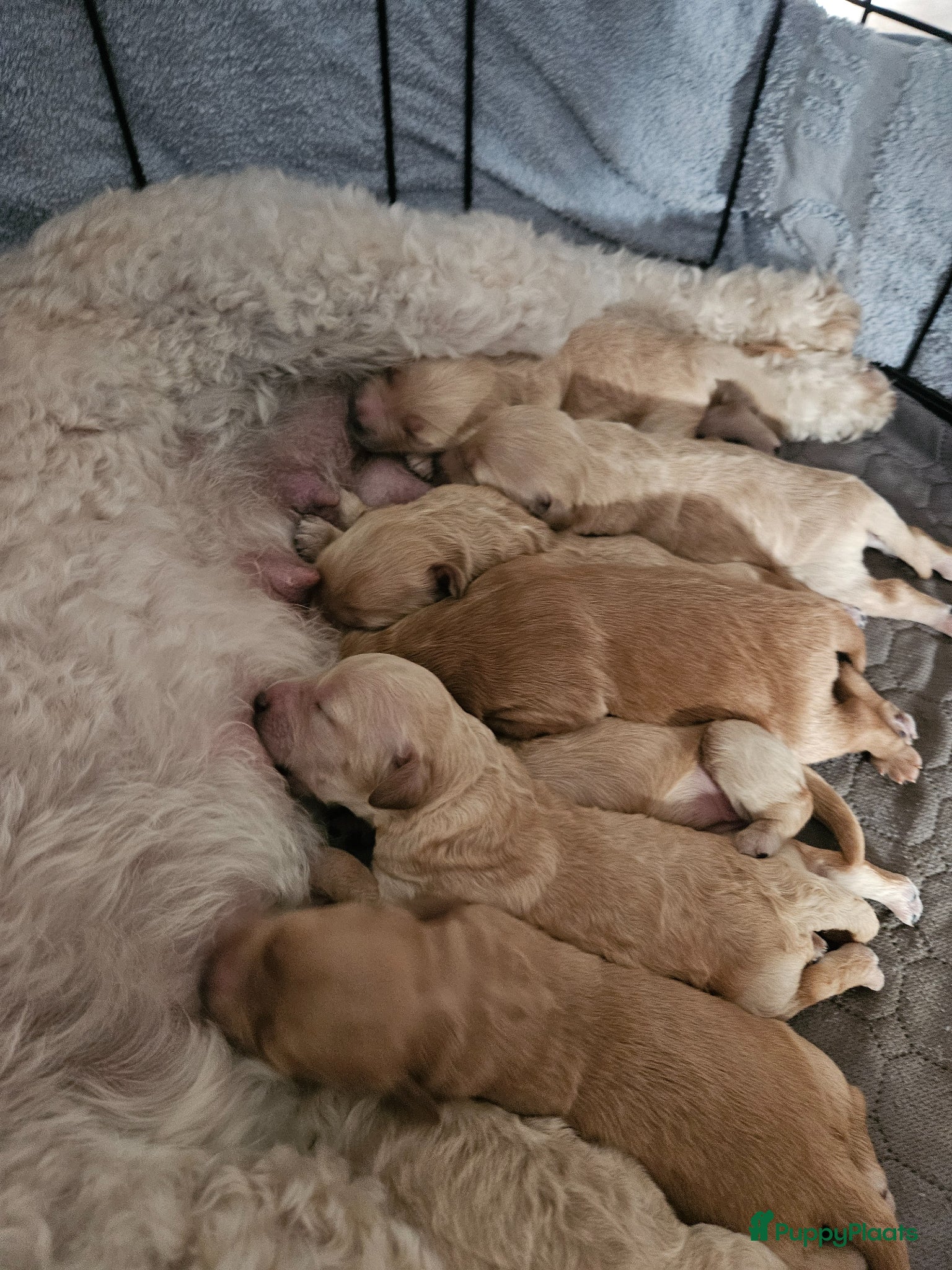 Kruising honden te koop: Prachtige mini doodle pups - Advertentie 10