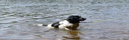 Friese Stabij honden te koop: Friese Stabij puppy's te koop - Advertentie 5