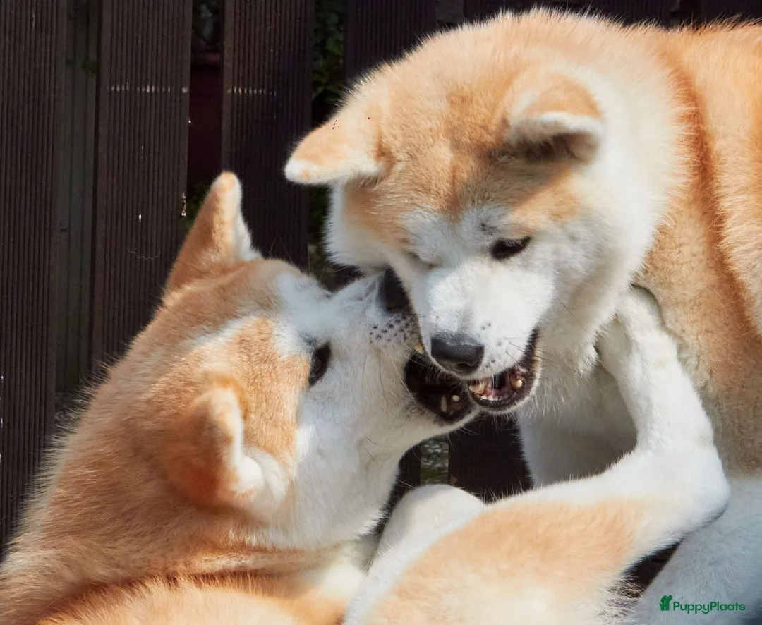 Galerij afbeelding {{count}}